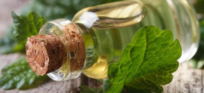 мелисса лечебные свойства