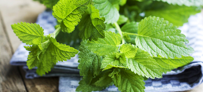 мелисса от давления