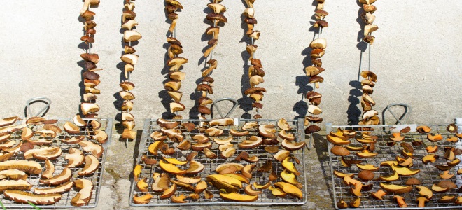 сушеные на солнце грибы